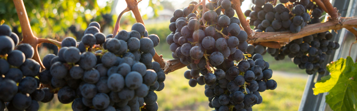 Denisonians in Northeast Ohio: Afternoon at Gervasi Vineyard | Sun, 20 Jul 2025 13:30:00 EDT