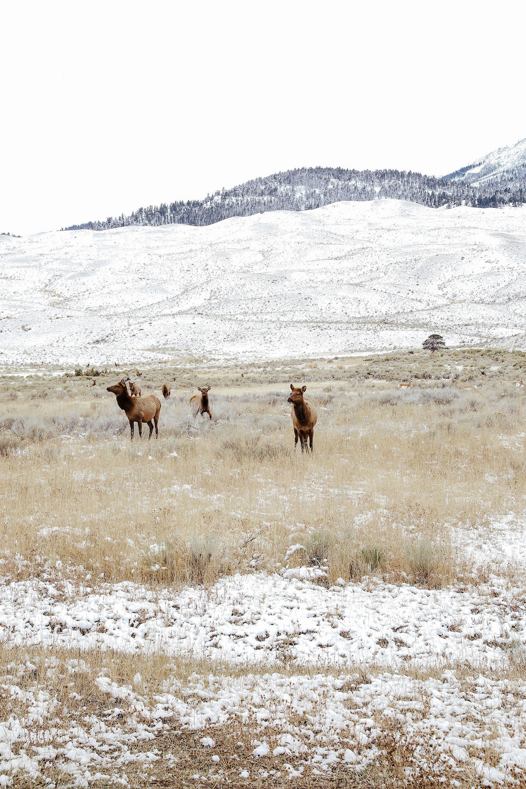 Elk at Yellowstone National Park