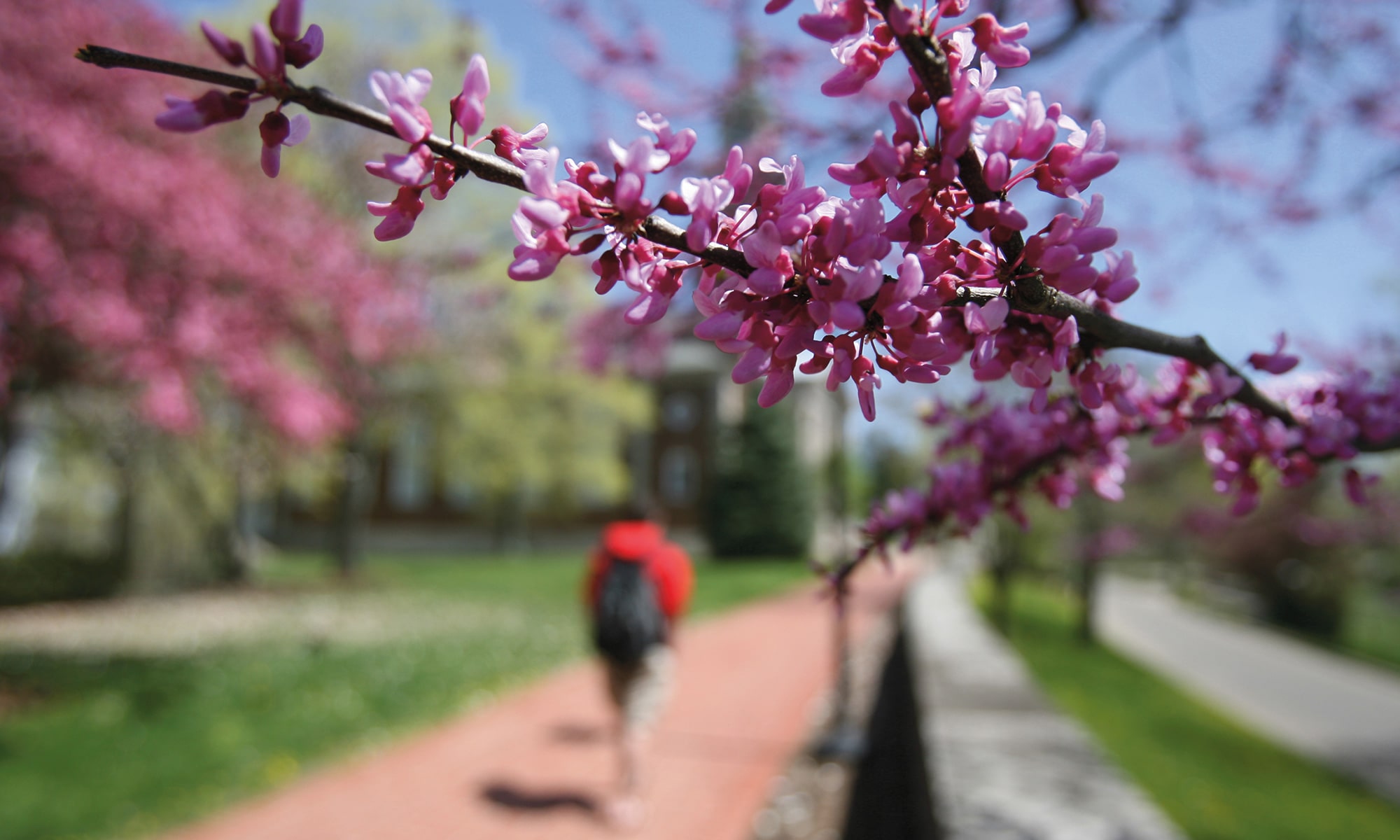 flowers in the tree